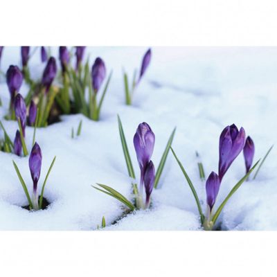Tableau toile XXL en kit Crocus 90 x 60 cm - Toile textile sans PVC