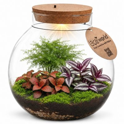 Terrarium Grand - Avec Lumière LED - diamètre 25 cm - Écosystème - Verre - DIY