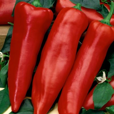 Terreau sans tourbe pour potager 50L GoodHome