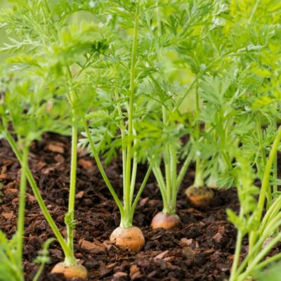 Terreau sans tourbe pour potager 50L GoodHome