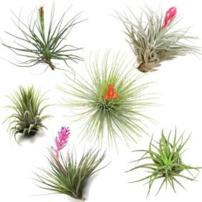 Tillandsia mélange de plantes - Mix de 6 - Hauteur 5-15cm