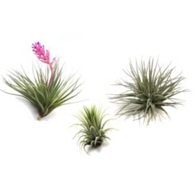 Tillandsia mélange de plantes - Set de 3 - Plantes aériennes - Hauteur 5-15cm