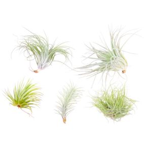 Tillandsia mélange de plantes - Set de 5 - Plantes aériennes - Hauteur 5-15cm