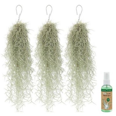 Tillandsia Mousse Espagnole 3 pièces - Plante Aérienne Décorative