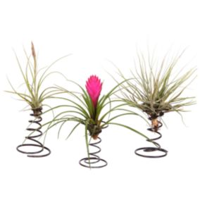 Tillandsia sur une spirale décorative - Set de 3 - Hauteur 5-15cm