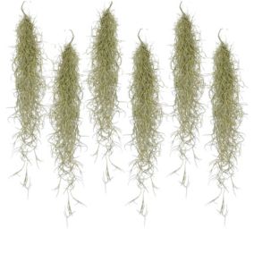 Tillandsia Usneoides 'Beard tillandsias' - Set de 6 - Hauteur 25-50cm