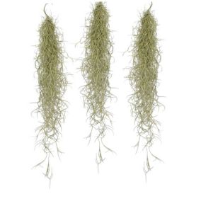 Tillandsia Usneoides 'Mousse espagnole' - Set de 3 - Hauteur 25-40cm