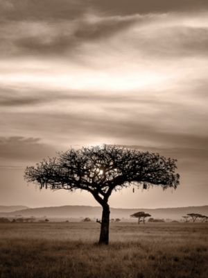 Toile baobab naturel Dada Art l.60 x H.80 cm