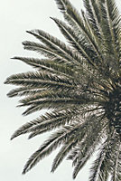 Toile demi-palme 125 x 97 cm (3 parties) Ceanothe
