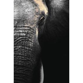 Toile Eléphant 80 x 120 cm