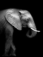 Toile elephant noir, blanc Dada Art l.80 x H.60 cm