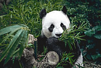 Toile Hungry Panda Ceanothe L.65 X L.45 Cm