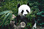Toile Hungry Panda Ceanothe L.65 X L.45 Cm