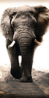 Toile imprimée éléphant l.70 x H.140 cm