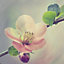 Toile imprimée Fleur cerisier 30 x 30 cm