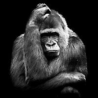Toile imprimée Gorilles l.65 x H.65 cm Ceanothe