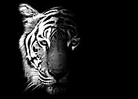 Toile imprimée imprimée tigre l.60 x H.90 cm