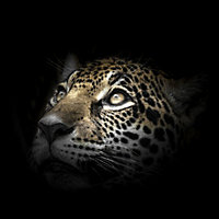 Toile imprimée léopard l.65 x H.65 cm Ceanothe