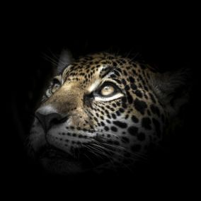 Toile imprimée léopard l.65 x H.65 cm Ceanothe