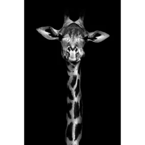 Toile imprimée noir et blanc Girafe Dada Art orientation paysage l.80 x H.120 x ép.3 cm
