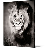 Toile Lion 65 x 90.5 cm