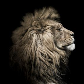 Toile Lion Sepia 65 x 65 cm Ceanothe