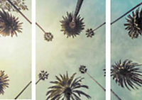 Toile palmes 65 x 65 cm Ceanothe