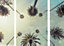 Toile palmes 65 x 65 cm Ceanothe