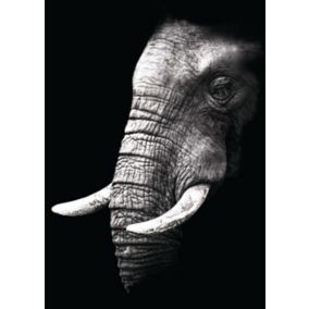 Toile regard éléphant 100 x 140 cm
