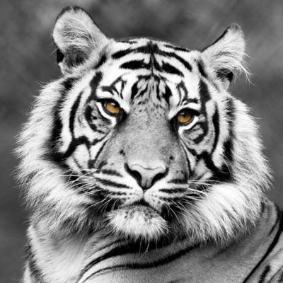 Impression Verre : Le Tigre Blanc