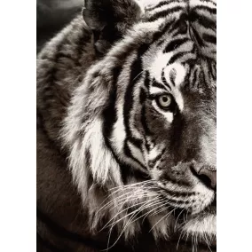 Toile tigre noir, blanc Dada Art l.50 x H.70 cm