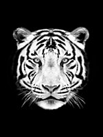 Toile tigre noir, blanc Dada Art l.60 x H.80 cm