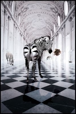 Toile Zebras Clean 60X90cm