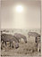 Toile zèbres naturel Dada Art l.54 x H.74 cm
