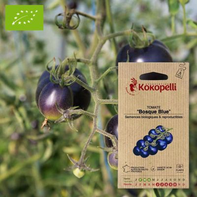 Tomate Bosque Blue- Graines bio à semer