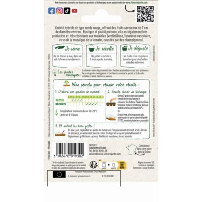 Tomate ronde Agora HF1 en graines Vilmorin