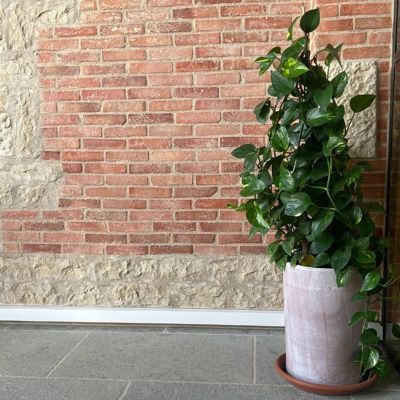 Tomette rectangulaire en Terre Cuite Finition Vieux Patrimoine - 22.5x4 ...