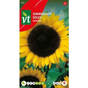 Tournesol Giganteus - Ca. 1,5 gr