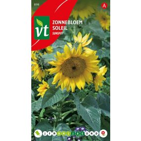 Tournesol Nain Sunspot - Ca. 1,5 gr
