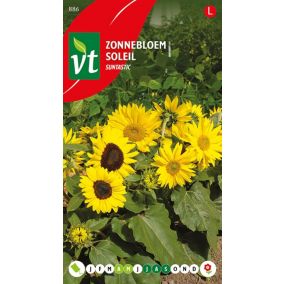 Tournesol Suntastic - Ca. 20 graines