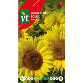 Tournesol Topolino - Ca. 1 gr   Graines de fleurs