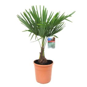 Trachycarpus Fortunei - Palmier éventail - Pot 21cm - Hauteur 65-75cm