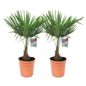 Trachycarpus Fortunei - Set de 2 - Palmier éventail - Pot 21cm - Hauteur 65-75cm