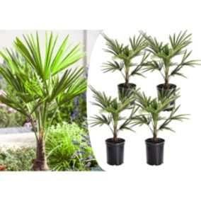 Trachycarpus Fortunei - Set de 4 - Palmier éventail - Pot 15cm - Hauteur 35-45cm