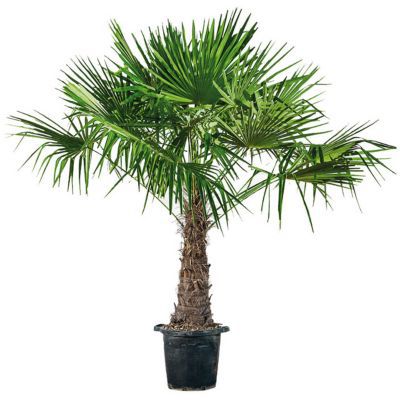 Trachycarpus Fortunei Castorama