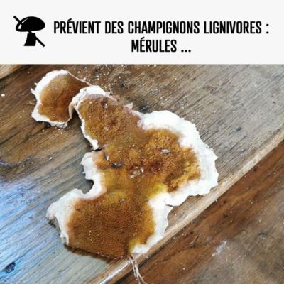 Traitement "anti mérule" : Traitement des bois, murs, caves, charpente  - 5 L - ARCANE INDUSTRIES