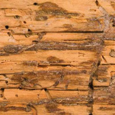 Traitement spécial bois vermoulus Xylophène 500 mL