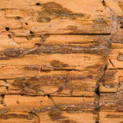 DURCISSEUR BOIS VERMOULU durcit les fibres du bois - incolore