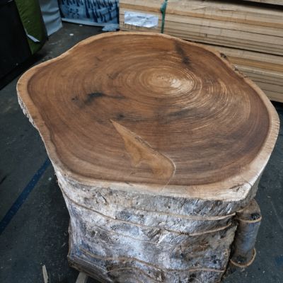 Tranche de bois de saman tropical, de 12 cm de diamètre et 10 cm d'épaisseur