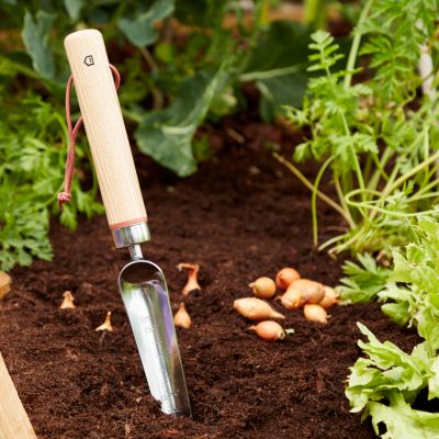Transplantoir à main étroit Durum GoodHome 37 x 3,4 cm